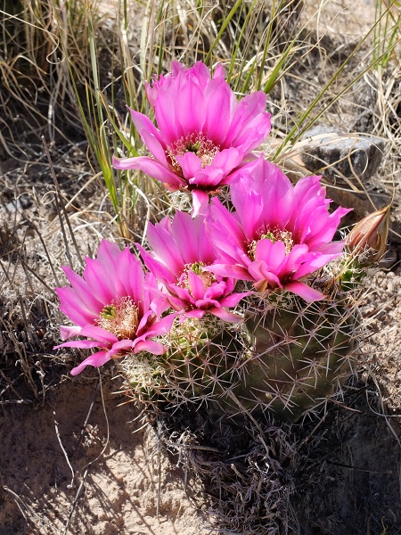 Pinkflower Hedgehog Cactus: Echinocereus Fendleri